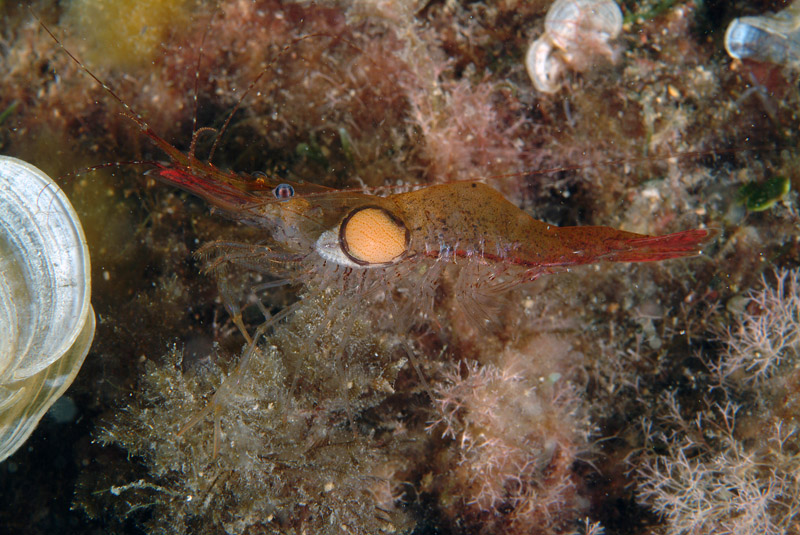 Palaemon xiphias  con parassita Bopyrus sp.